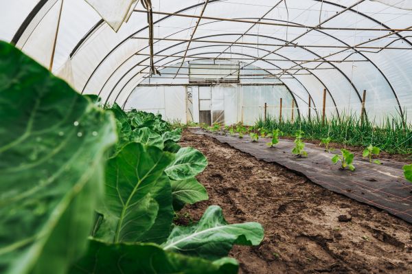 Greenhouse Demolition in Hendersonville